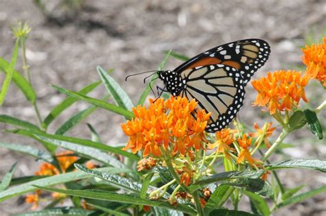 Natures Ways Butterfly Weed — An Orange Sentinel State College Pa