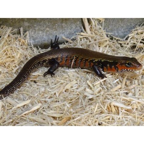 African Fire Skinks Baby To Big Baby Strictly Reptiles Inc