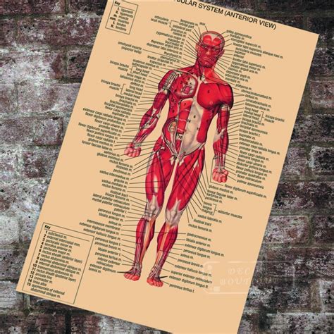Anatomy Pathology Anatomical Posters Muscular System Classic Canvas