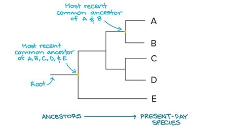 Solved How Do You Construct A Phylogenetic Tree For The Data Table That Course Hero