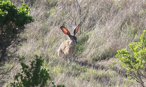 Why Do Jackrabbits Have Large Ears Flagstaff Stem City