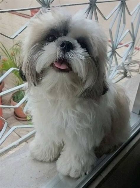 Best Picture Ideas About Shih Tzu Puppies Oldest Dog