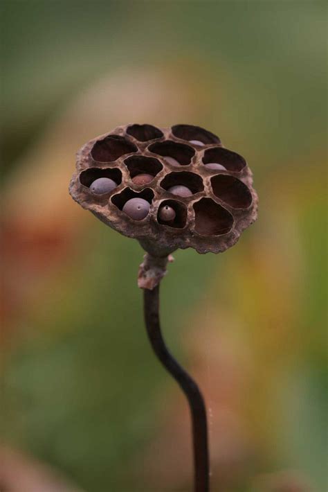 The nymphaea caerulea seeds are drastically smaller than those of nelumbo. P4423 | Lotus pods, Seed pods, Seed pots