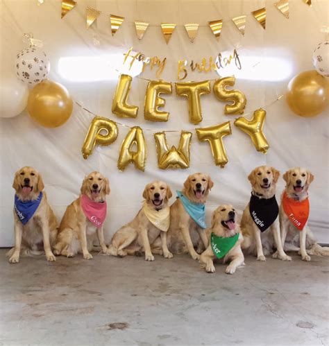 Happy Birthday To This Whole Litter Of Good Puppers Rarepuppers