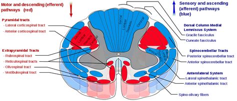 Anterior corticospinal tract - Wikipedia