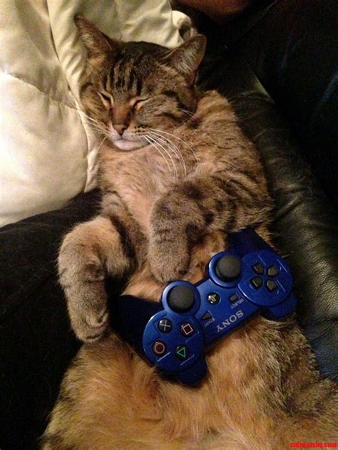 Fell Asleep Playing Playstation Catsfell