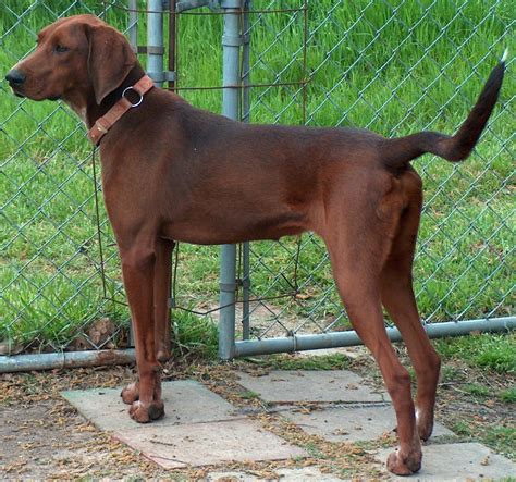 Redbone Coonhound Breed Guide Learn About The Redbone Coonhound