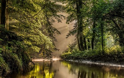 Nature Sun Rays River Forest Mist Water Reflection Netherlands