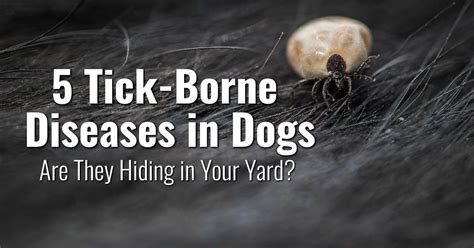 5 Tick Borne Diseases In Dogs Are They Hiding In Your Yard Dr