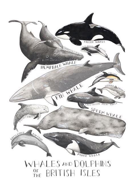 A3 Whales And Dolphins Of The British Isles Print Etsy In 2023
