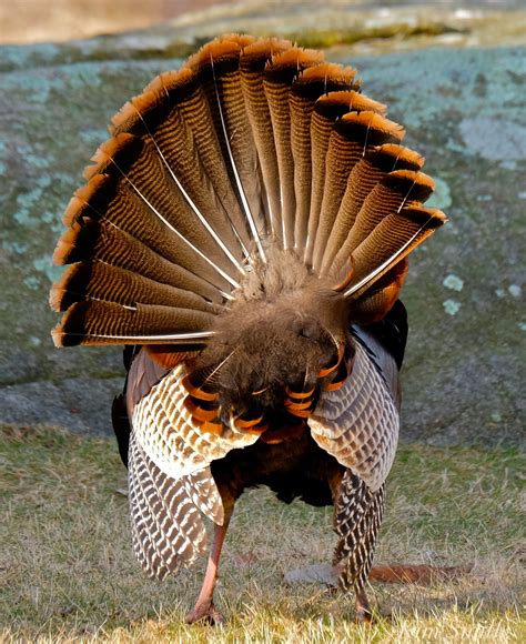 Wild Turkey Anatomy Good Morning Gloucester
