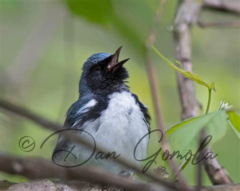 Dan Gomola Wildlife Photography Birding Ohios Crane Creek Magee