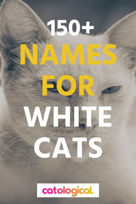 Top 150 Names For White Cats Funny Traditional Unique