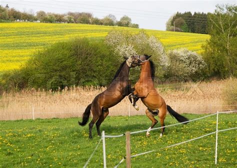 Pair Of Horses Playing Together Stock Image Colourbox