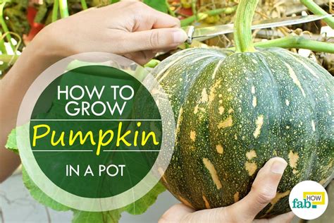 How To Grow Pumpkins With Easy Step By Step Pictures Fab How