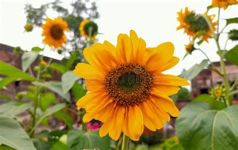 Beautiful Sunflower In A Sunflower Garden Stock Image Image Of