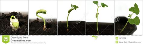 Growing Seed Royalty Free Stock Photos Image 10757778