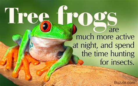 These 5 Types Of Tree Frogs Make For Excellent Pets Pet Ponder