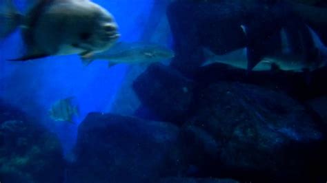Chesapeake Fish In Va Aquarium Va 52812 Youtube