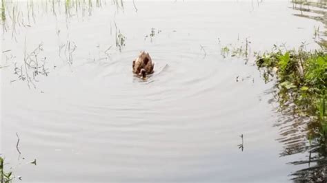 Ducks Sex In Water Youtube