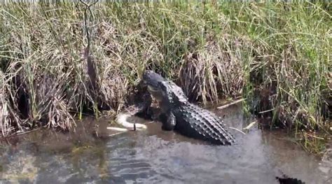 Alligator Mauls Python In An Epic Battle In Florida Video Goes Viral