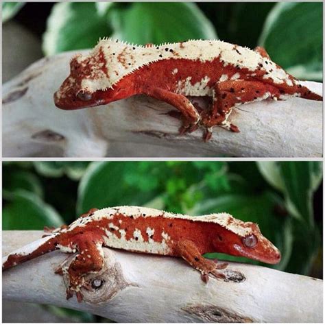 Red Hot Crested Gecko Crested Gecko Reptiles Pet Gecko