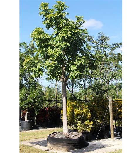 Kigelia Pinnata For Sale Sausage Tree Treeworld Wholesale