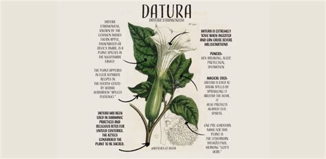 Datura Flower Parts And Their Functions