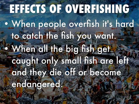 😍 Overfishing Solutions 20 Solutions To Stop Overfishing 2019 03 04