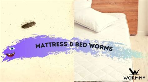 Mattress And Bed Worms Causes And How To Get Rid Of Different Types