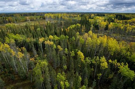 Celebrating Collaborative Efforts In The Boreal Forest