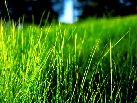 Free Download Bright Colors Images Green Grass Wallpaper Photos 20523848 1600x1200 For Your