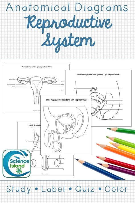 Male And Female Reproductive System Diagrams In Views With Quizzes Reproductive System