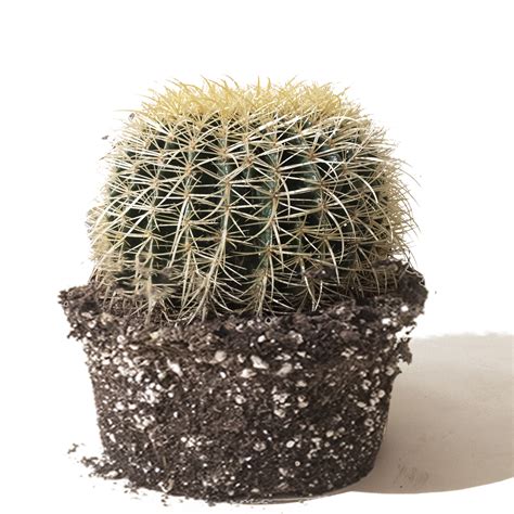 Golden Barrel Cactus 12 Pot 20 Tall Pickup Only Chive Studio