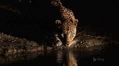 South African Leopard 2016 Bing Desktop Wallpaper Preview