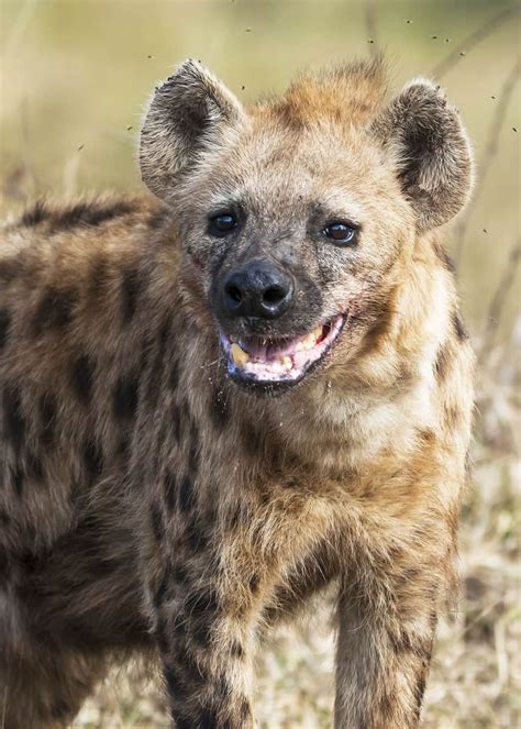 Why Do Hyenas Laugh 12 Laughing Hyena Sounds What They Mean Hyena