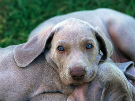 15 Fotos En Hd De Perros Tiernos Para Descargar Imagenes Frases