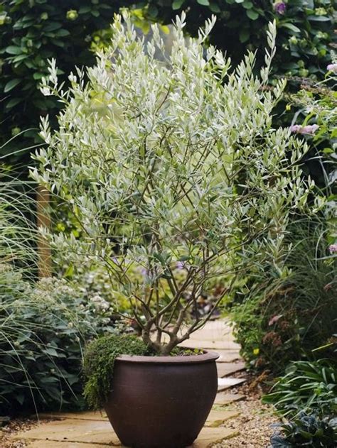 Growing Olive Tree In A Pot How To Grow An Olive Tree In A Container