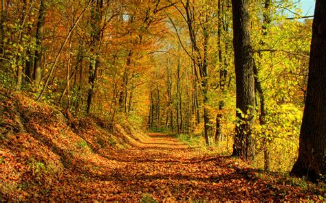 Hd Nature Autumn Season Hd Desktop Wallpaper Download