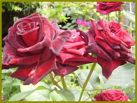 Jenis ros ini tidak senang menjangkiti penyakit2. rempahratuskehidupan: bunga ros bunga mawar