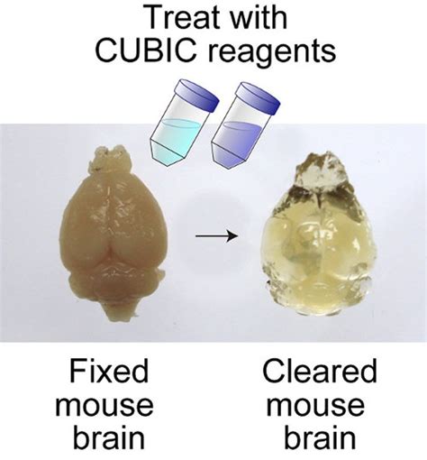 Fixed Clear Mouse Brain Imaging Riken Neuroscience News