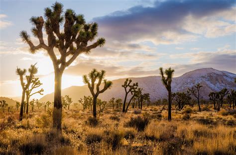 Joshua Tree National Park Proven Tips And Things To Do