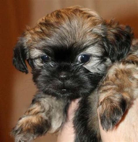 Shih poo puppies for sale in missouri, mo. Blissfull: Shih Tzu Poodle Mix Puppies For Sale In Missouri