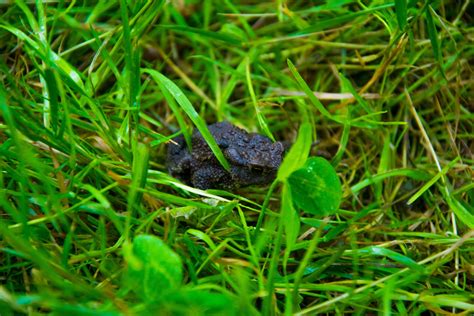 Free Stock Photo Of Frog Grass Green