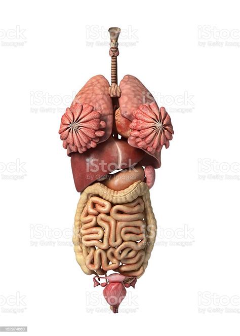 Female Full Internal Organs Anatomy Stock Photo Istock