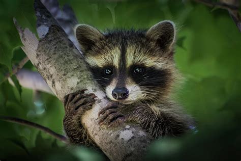Young Raccoon Climbing A Tree Photograph By David Hook Fine Art America