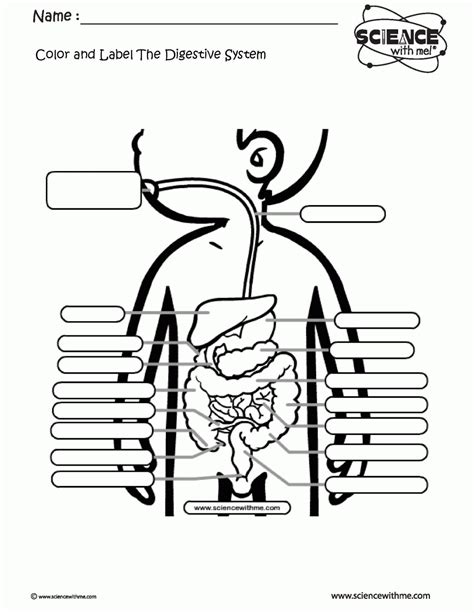 Coloring Page For Digestive System Coloring Home