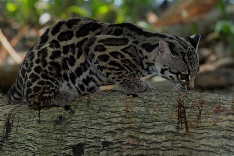 What Is A Margay Cat Pets