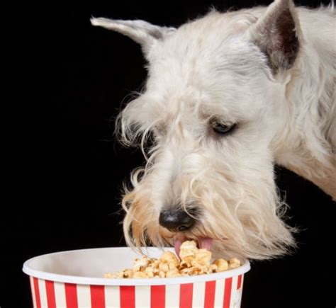 But grown up can have a small amount of homemade popcorn. Dogs Eating Popcorn can Get Choking Hazard. Feed Popcorn ...