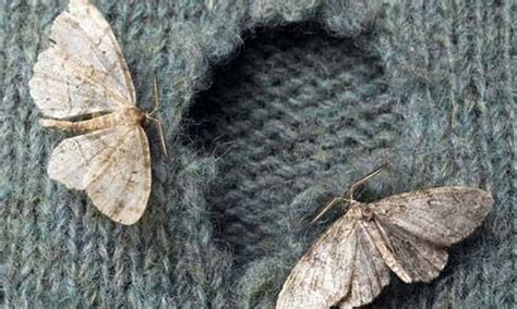 Carpet Moths Life Cycle Guides Learn How To